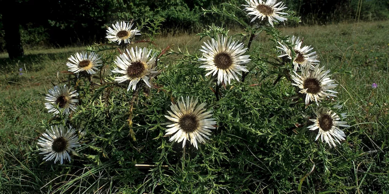 Diese Pflanzen und Blumen können das Wetter vorhersagen