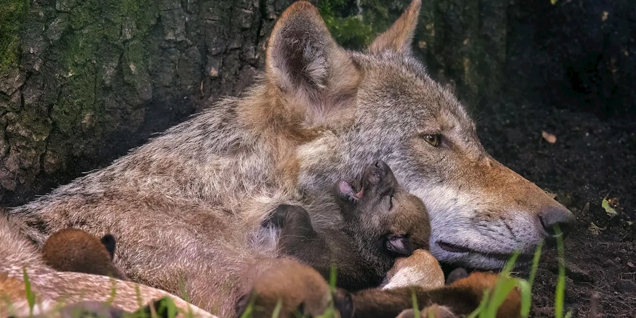 Wölfin bringt Welpen zur Welt, obwohl der einzige Rudelrüde sterilisiert ist