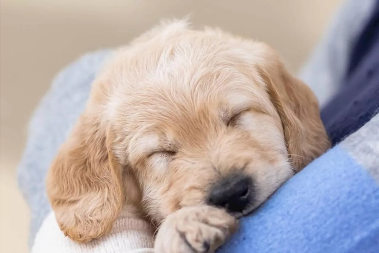 Zoektocht naar pleeggezinnen voor geleidehonden in Antwerpen: “Lange wachtlijst voor blinde en slechtziende pe