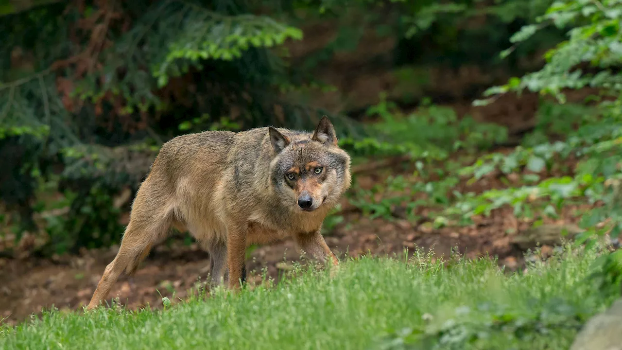 6 Schafe gerissen - Wolf zum Abschuss freigegeben