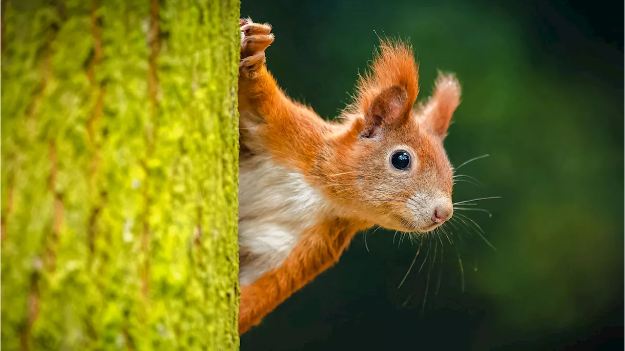 Deshalb sollte das Eichhörnchen kein Haustier sein