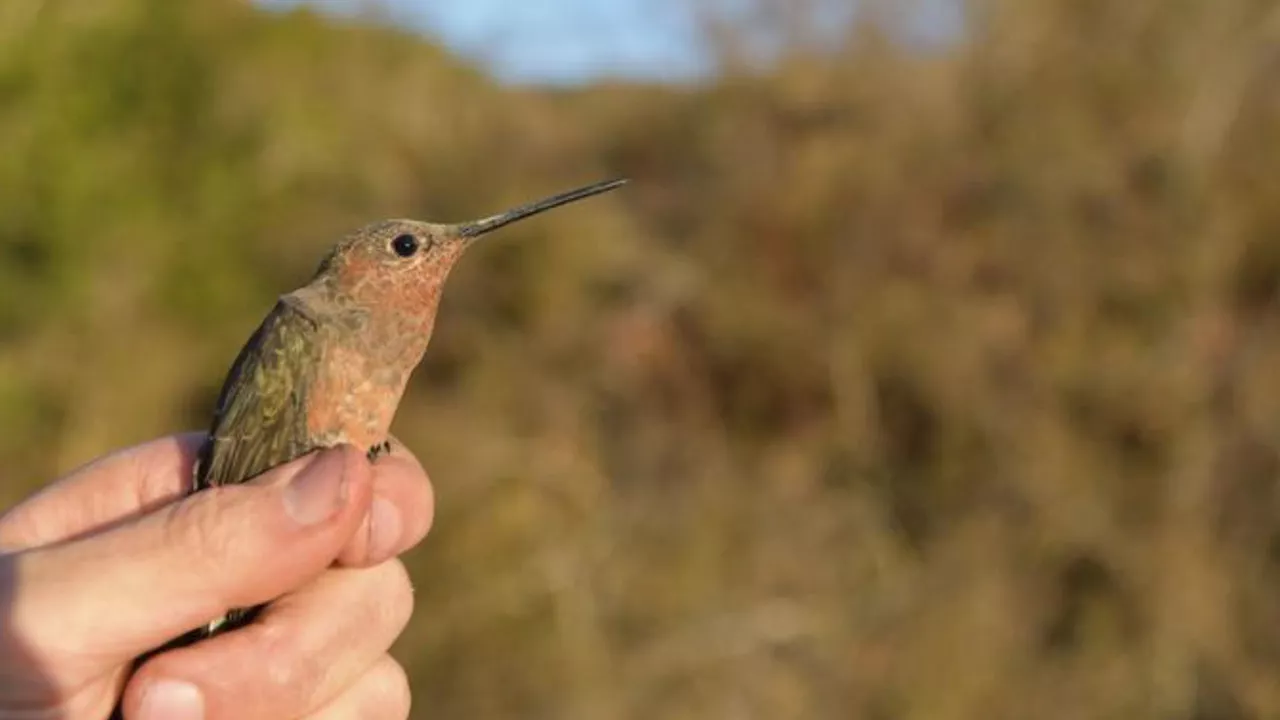 Miniature backpacks help discover world’s largest hummingbird species