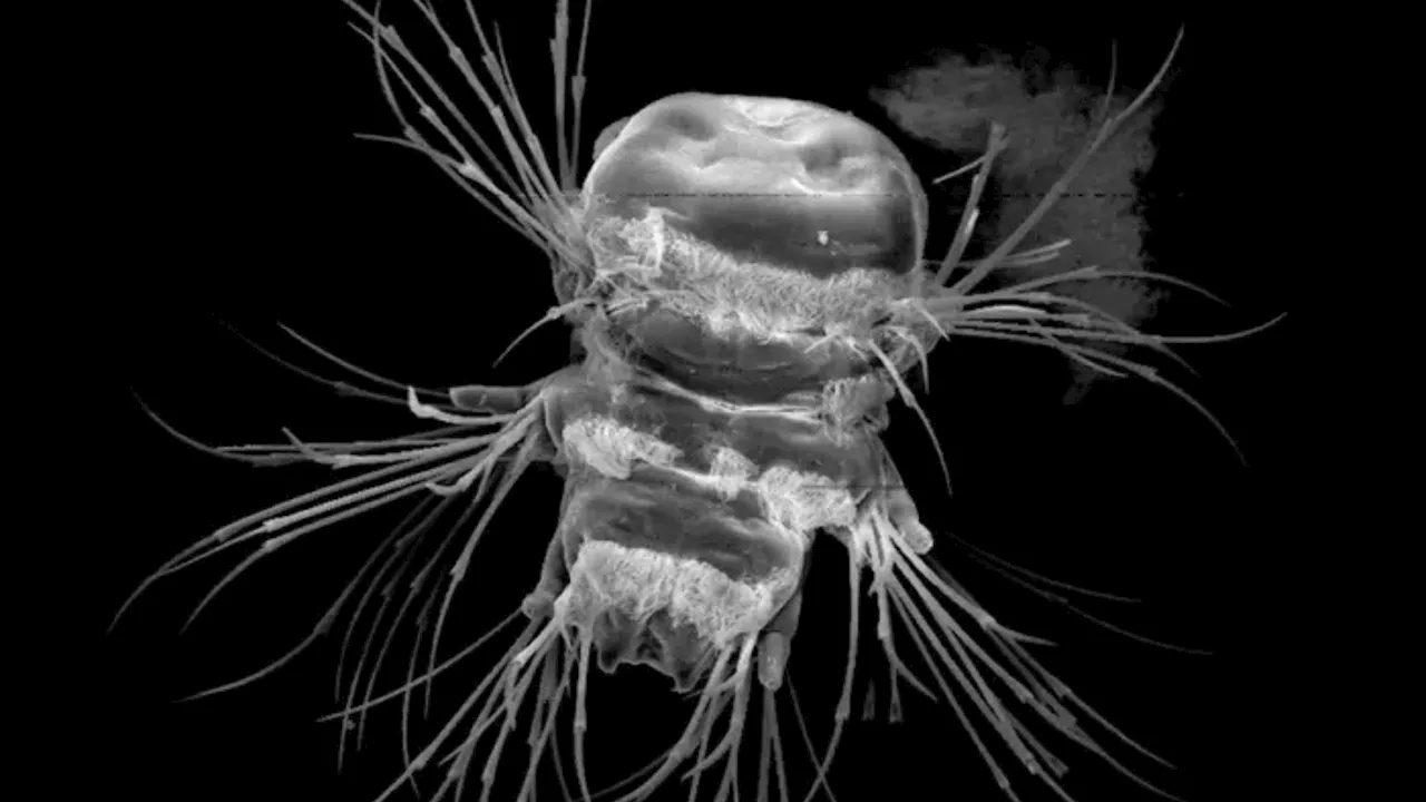 Nature’s 3D printer: Marine worms form their bristles piece by piece