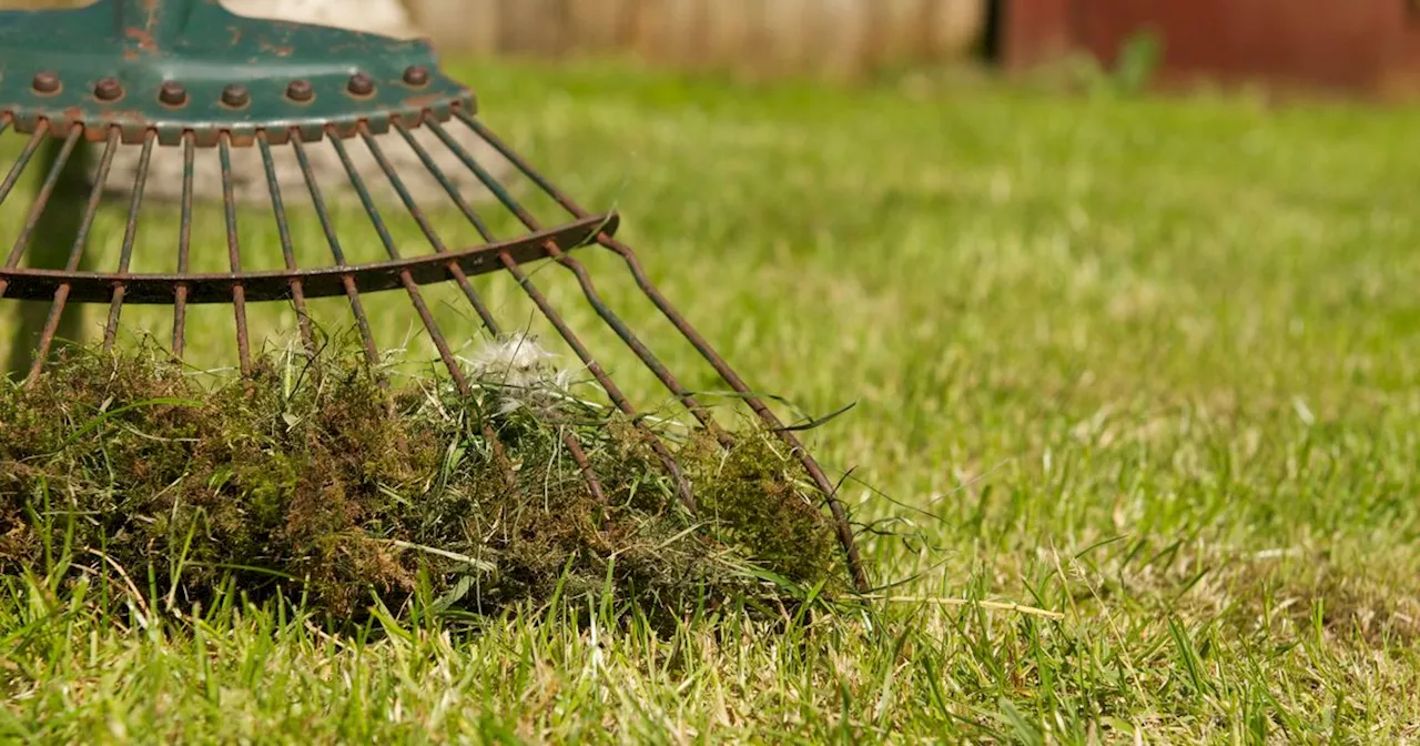 Common gardening mistake is making moss thrive in your lawn