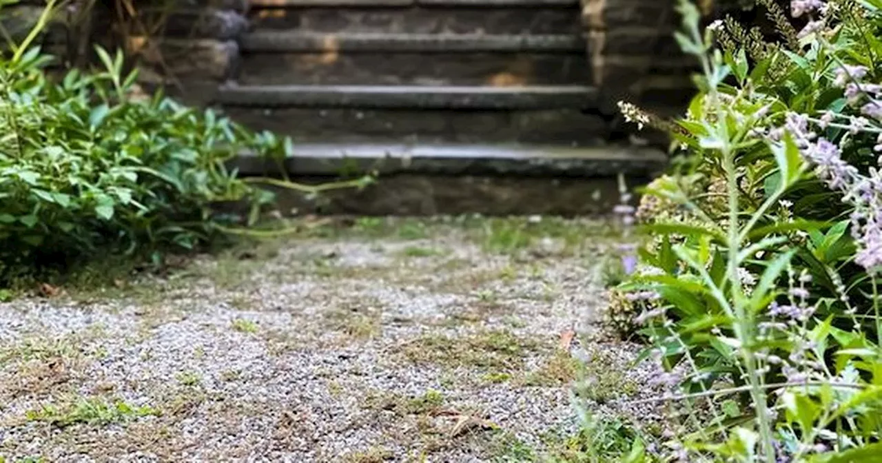 Gardening fans say washing powder is 'better' than vinegar for killing weeds