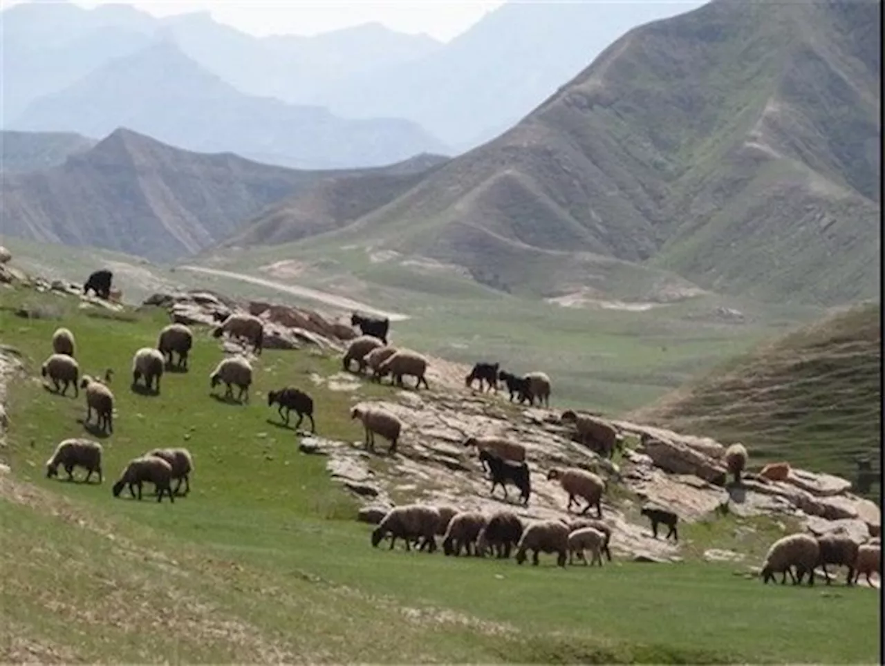 ممیزی بیش از ۱۲۱ هزار هکتار اراضی مرتعی «شتمد»