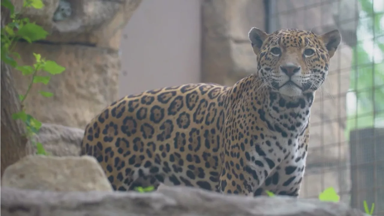 San Antonio Zoo celebrating 110th birthday