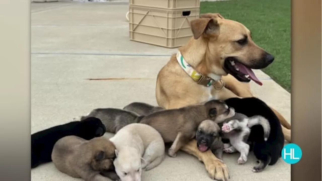 Local doctor asking for community's help to find forever homes for stray puppies