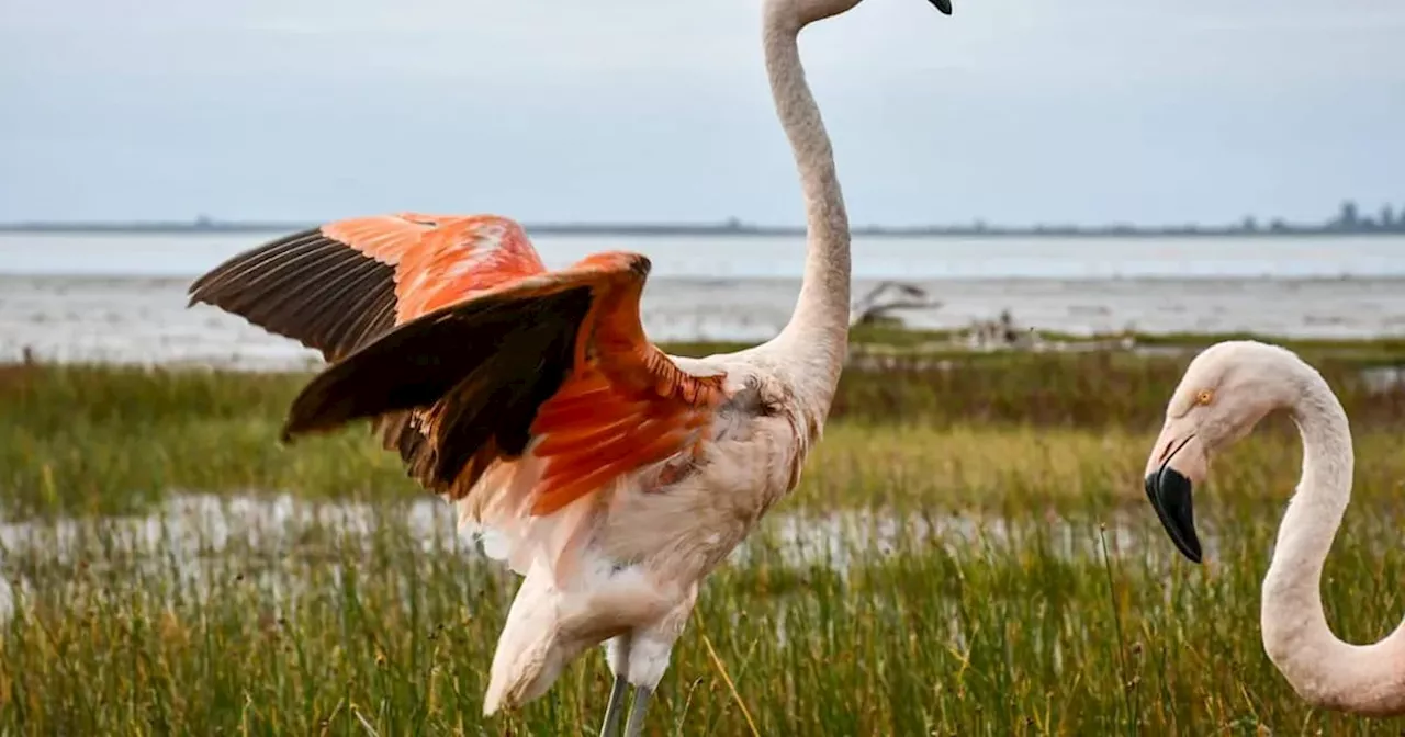 Ansenuza: liberaron dos flamencos australes y 48 aves pequeñas rescatadas de cautiverio