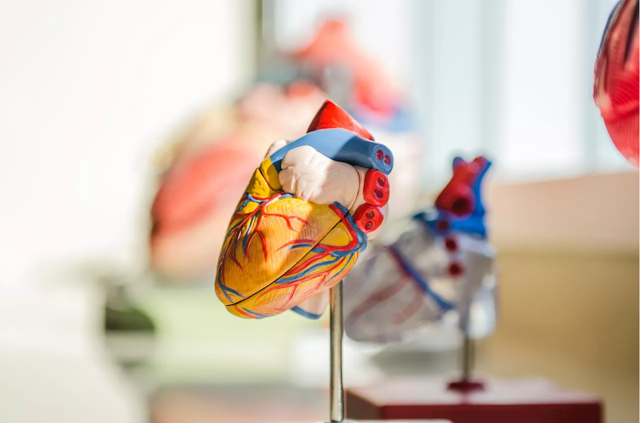 Engineering mini human hearts to study pregnancy complications and birth defects