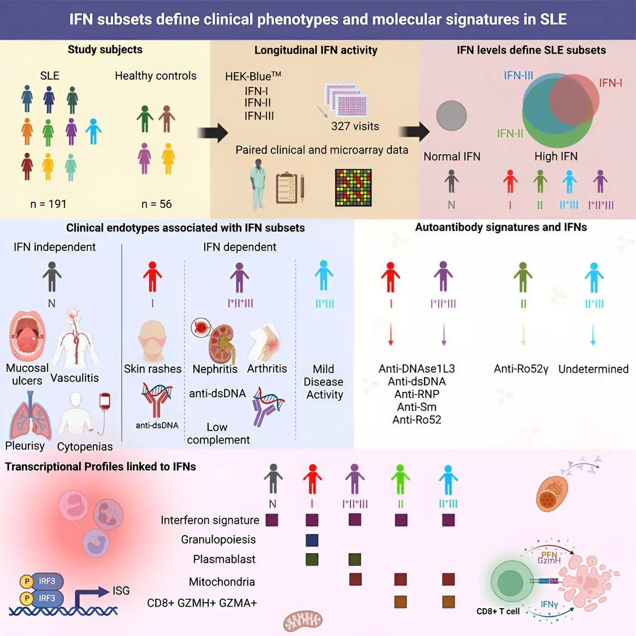 New study shows certain combinations of antiviral proteins are responsible for lupus symptoms