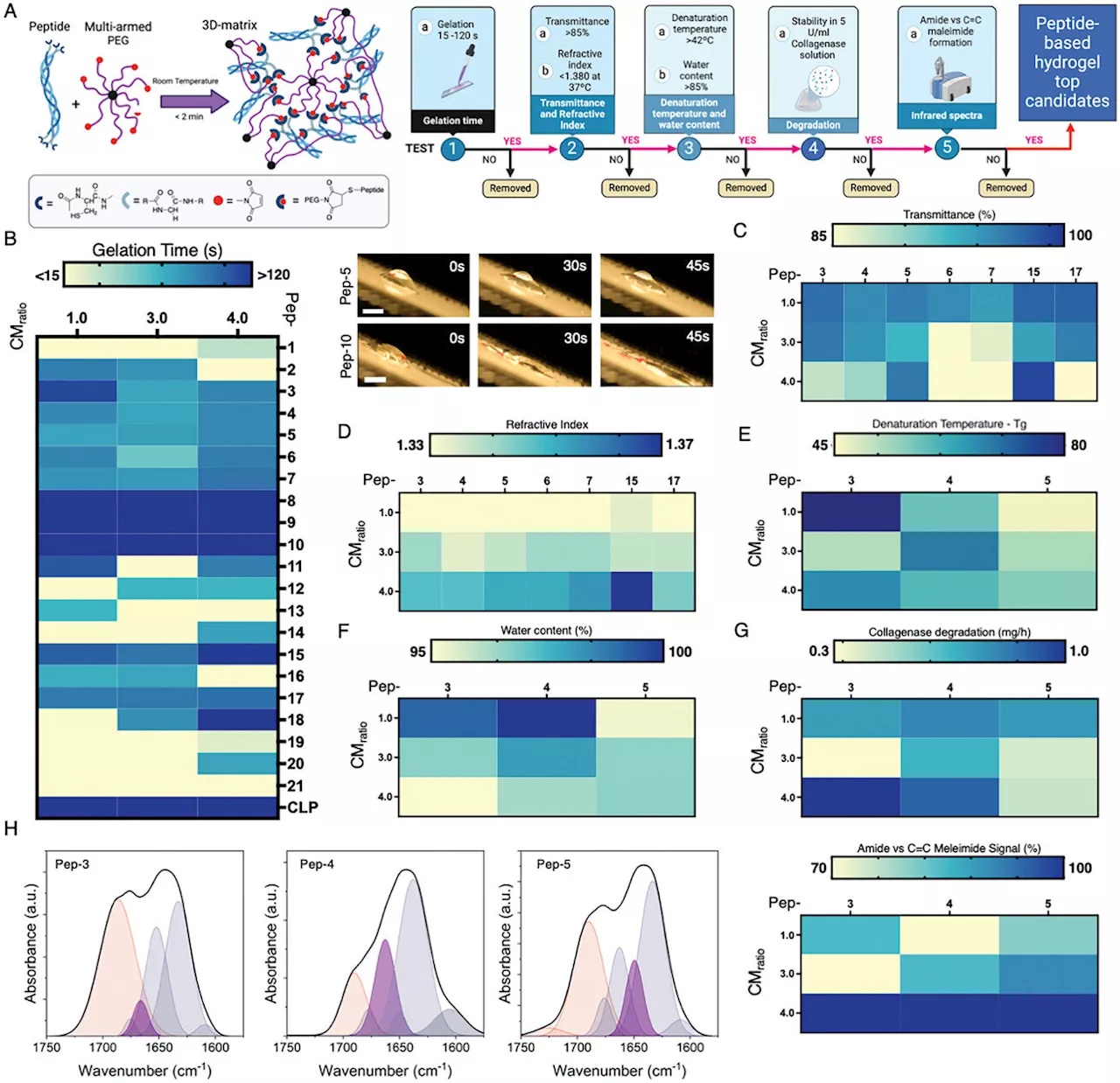 Peptide-based hydrogel shows promise for a wide range of tissue and organ repair