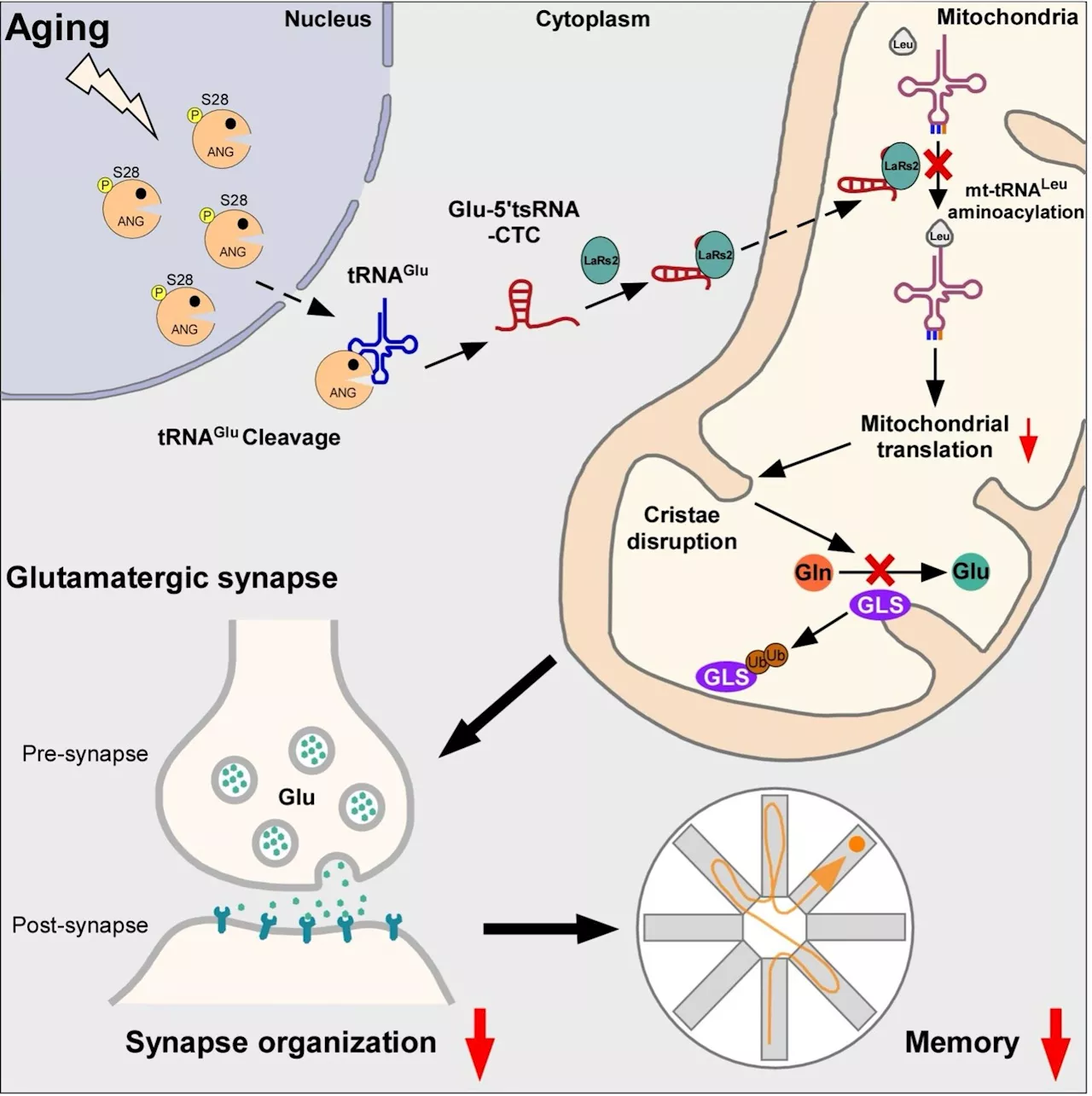 Study reveals key role of glutamate tRNA fragments in brain aging and Alzheimer's disease