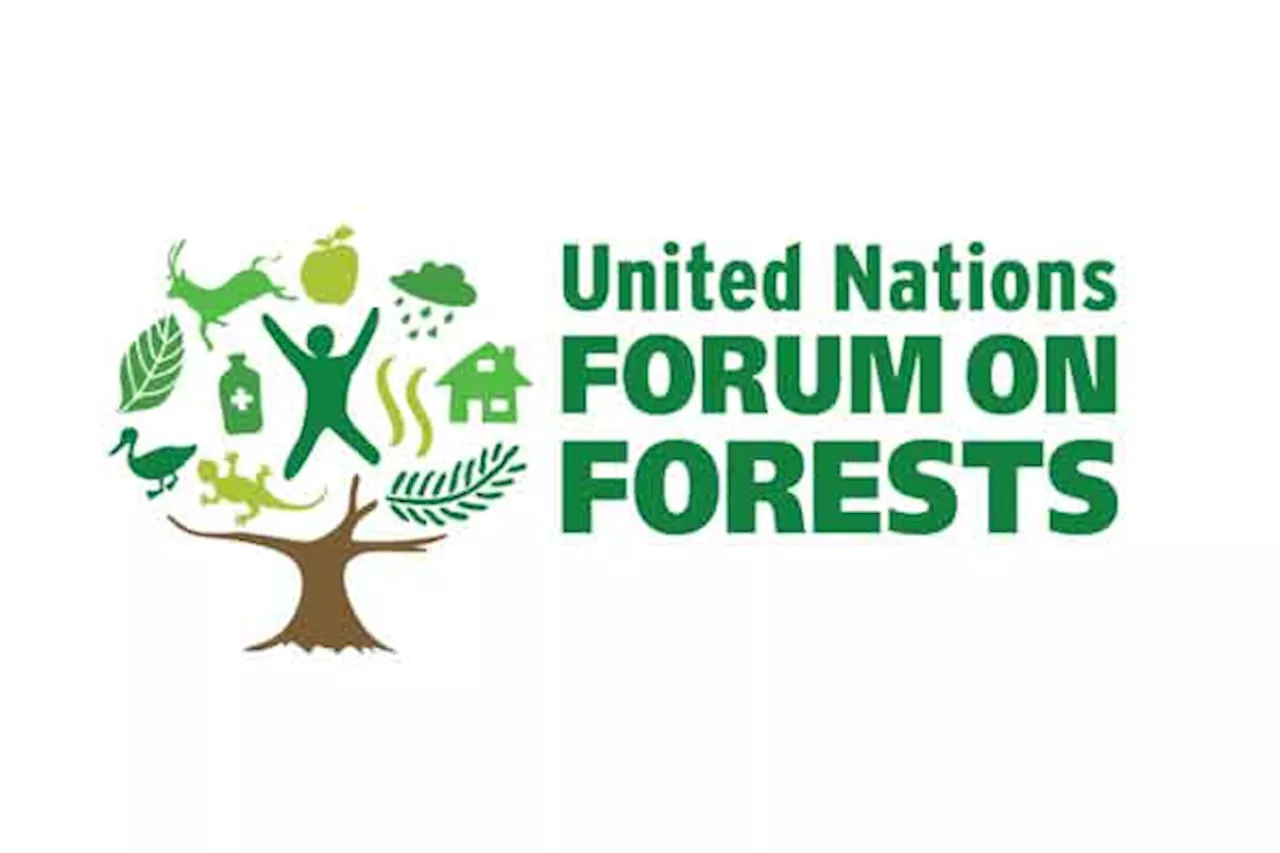 Sustainable forest management remains a UN goal