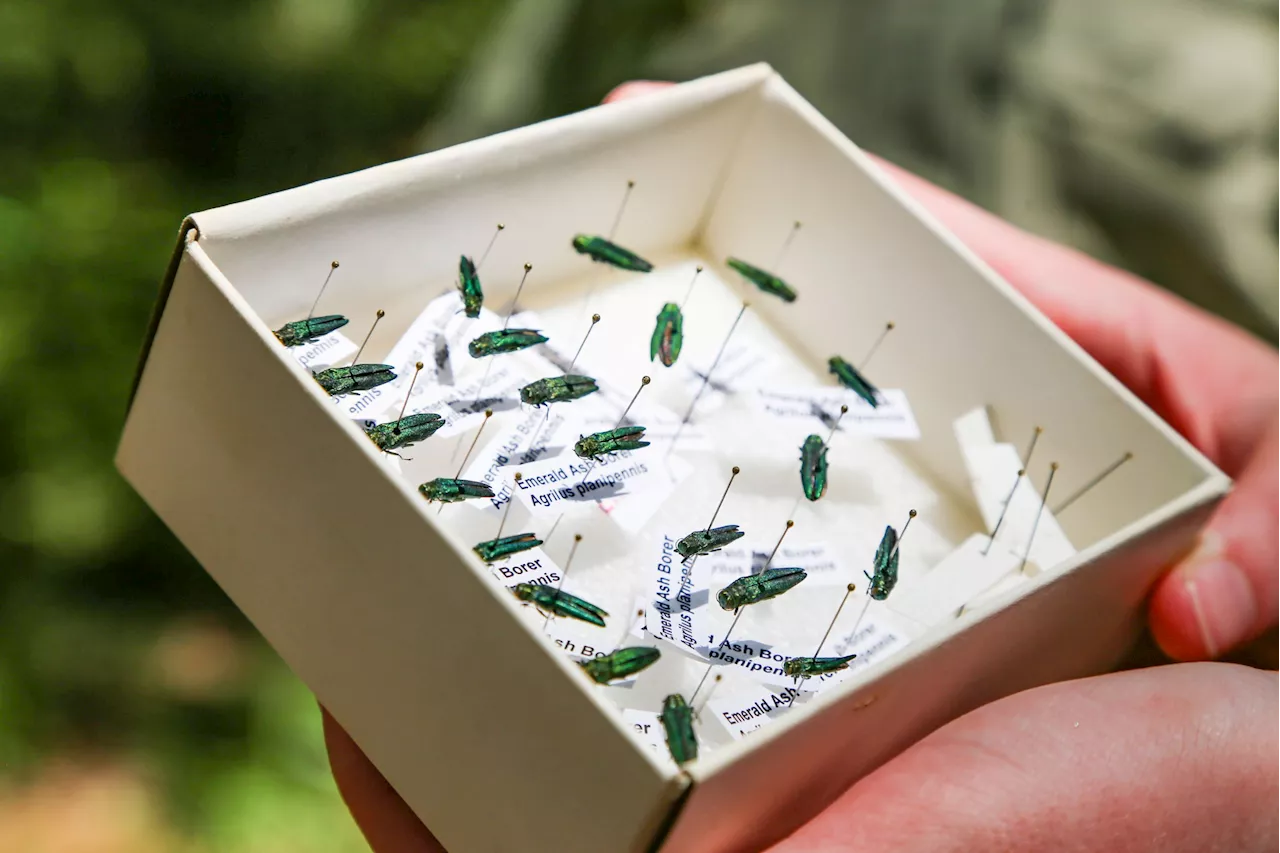 Invasive, devastating emerald ash borer found in Dallas' Great Trinity Forest, elsewhere