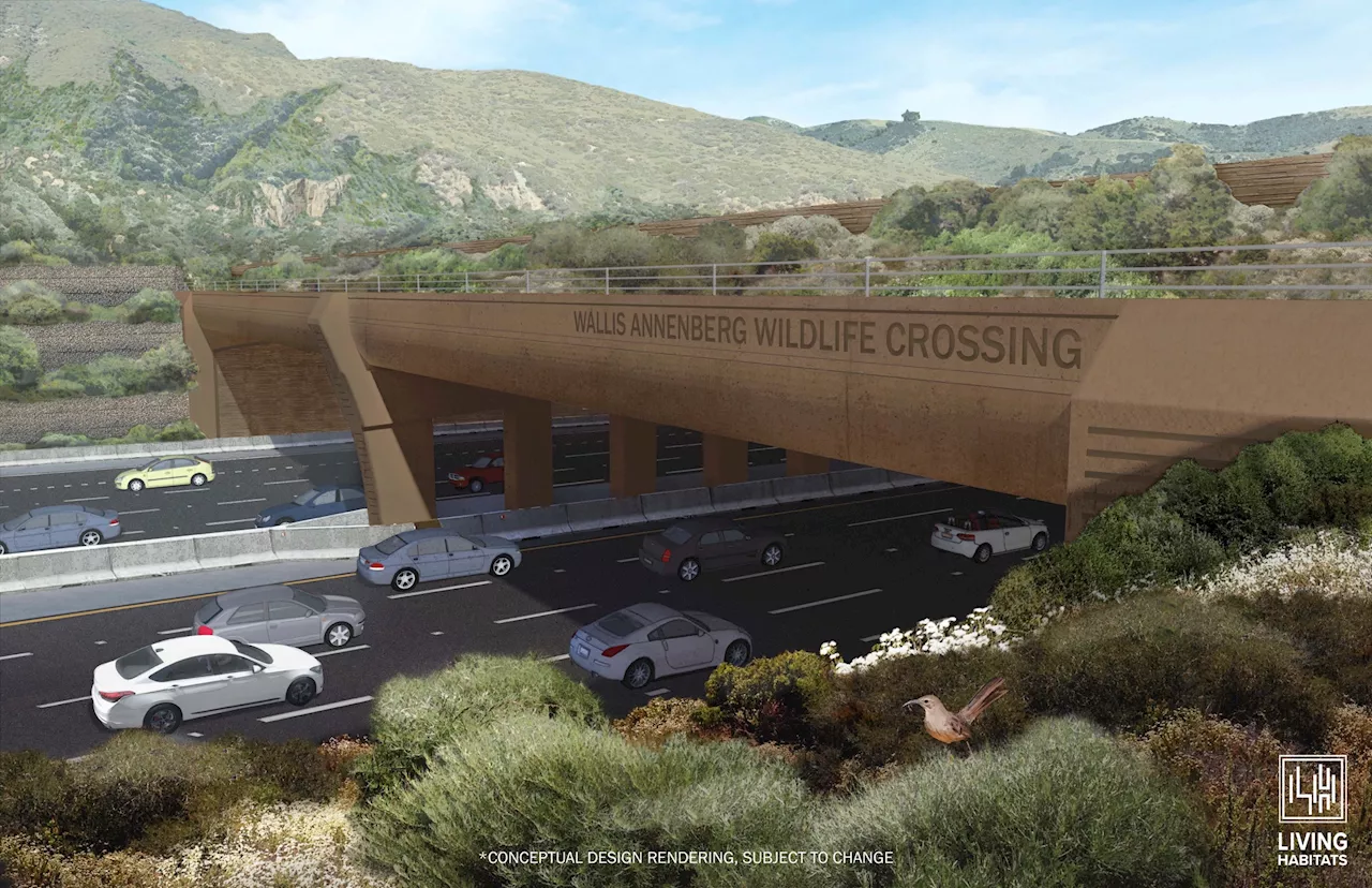 Early adopter alert: An animal was seen ‘trying out' the under-construction Wildlife Crossing