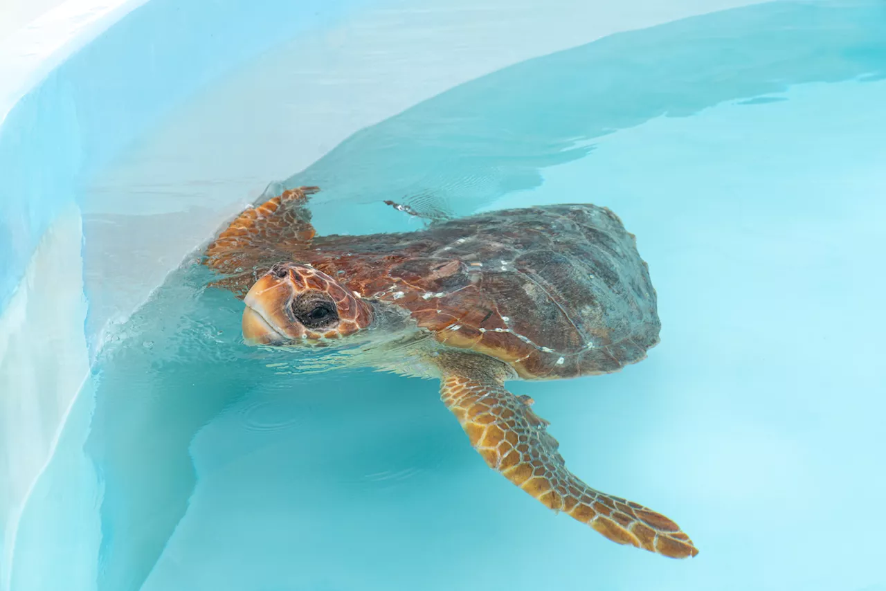 2 injured loggerhead turtles triumphantly crawl into the Atlantic after rehabbing in Florida