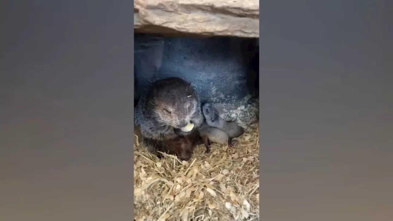 Punxsutawney Phil's handlers pick perfect weather-themed names for groundhog's babies