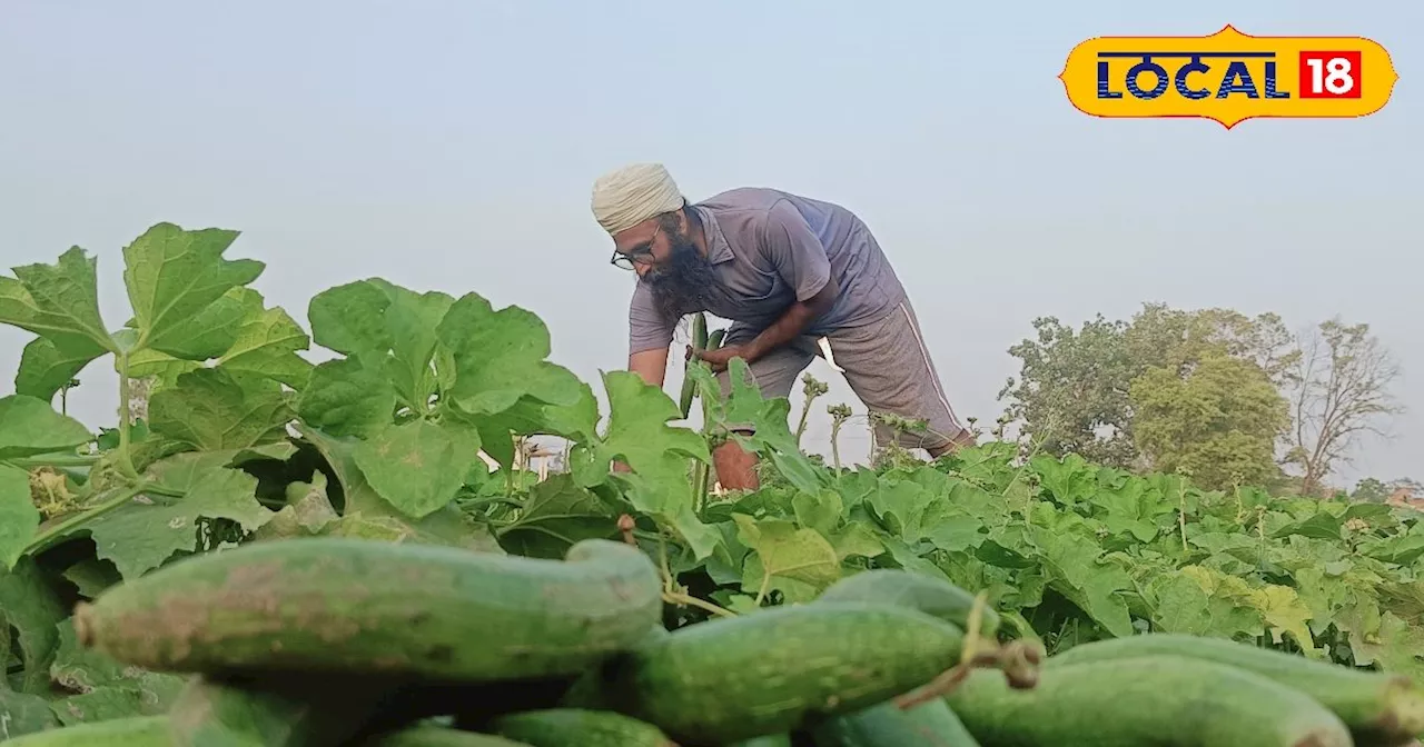 गेहूं की कटाई के बाद करें यह खेती, बन जाएंगे मालामाल, यूपी का किसान इससे कर रहा छप्परफाड़ कमाई