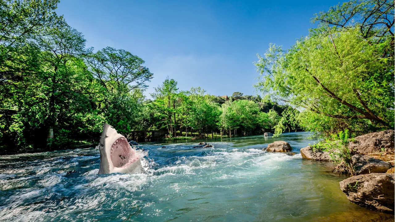 City of New Braunfels reassures tubers that there are no sharks in Comal County rivers