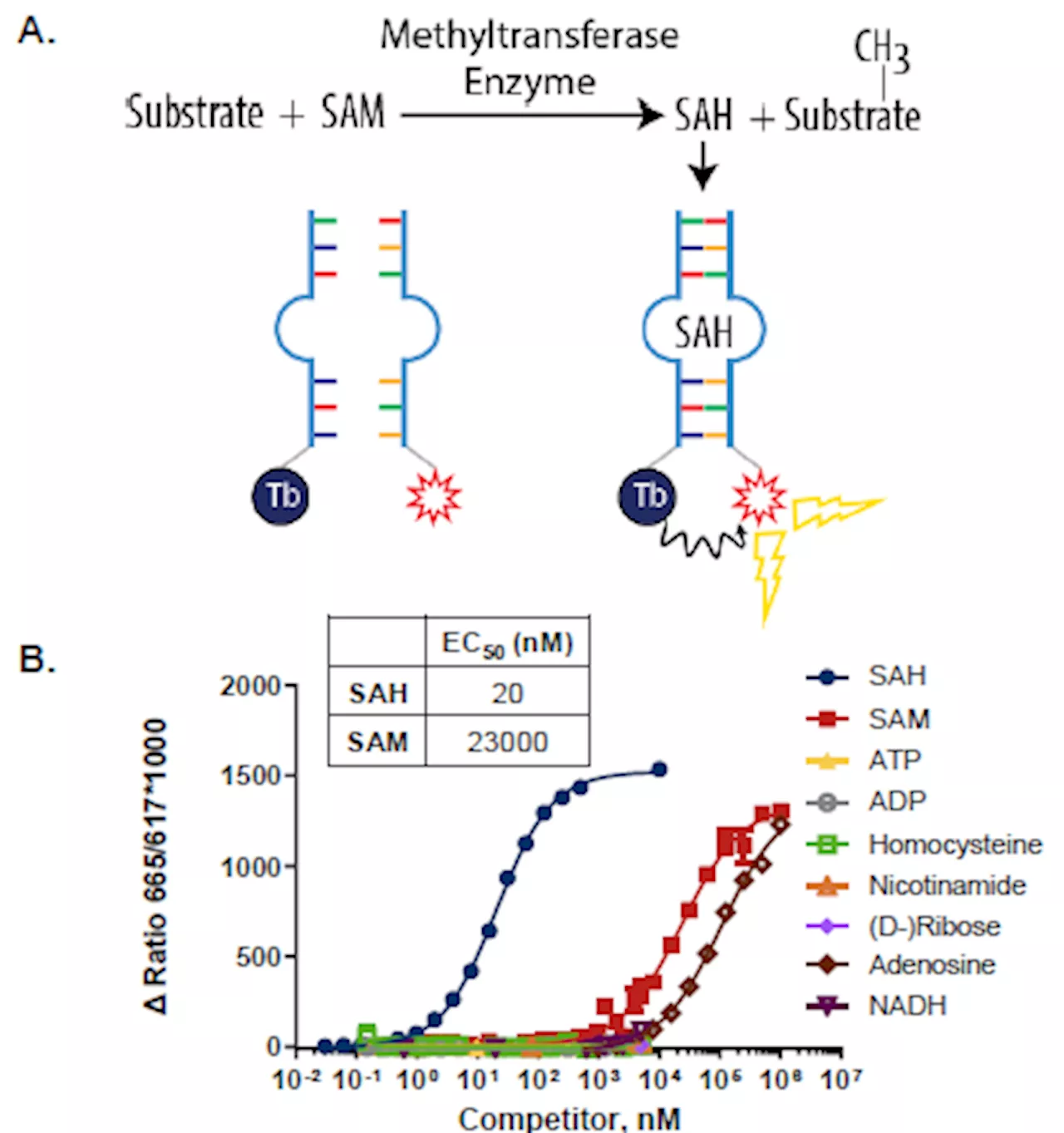 Aptafluor SAH Assay: Tool for discovery of methyltransferase antagonists