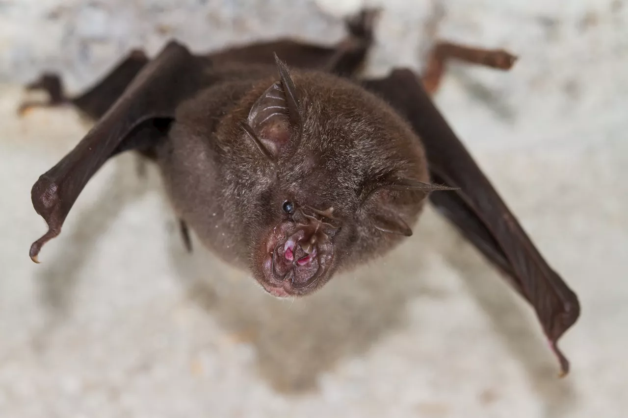 Bats in China found to carry novel herpesviruses, hinting at cross-species transmission dangers