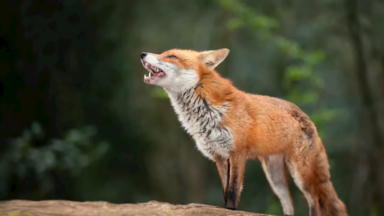 Verdacht auf Wolfsriss nicht bestätigt: Fuchs riss Schaf in Ybbsitz