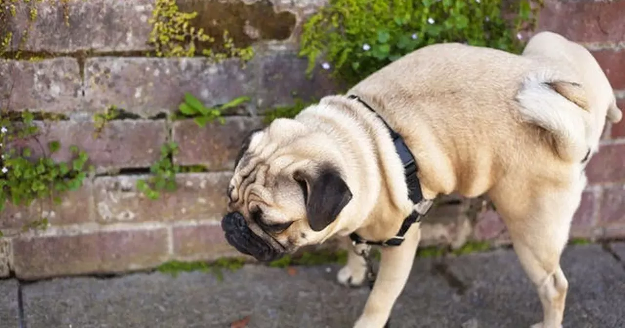 Rules you need to know about before letting your dog wee in public