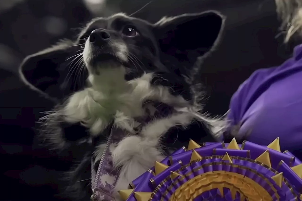 Mixed-Breed Dog Wins the Westminster Dog Show's Agility Competition for the First Time