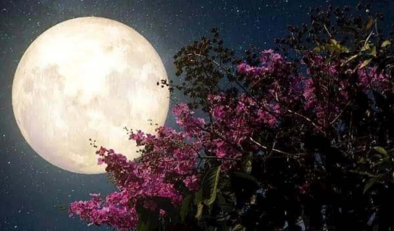 La Luna de Flores 2024 iluminará nuestros cielos: fecha, significado y cómo verla