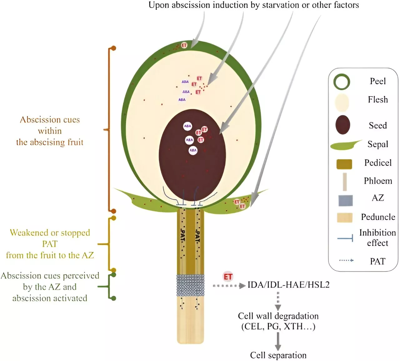 Advancing fruit crop resilience: Unveiling the molecular dynamics of abscission in woody fruit crops