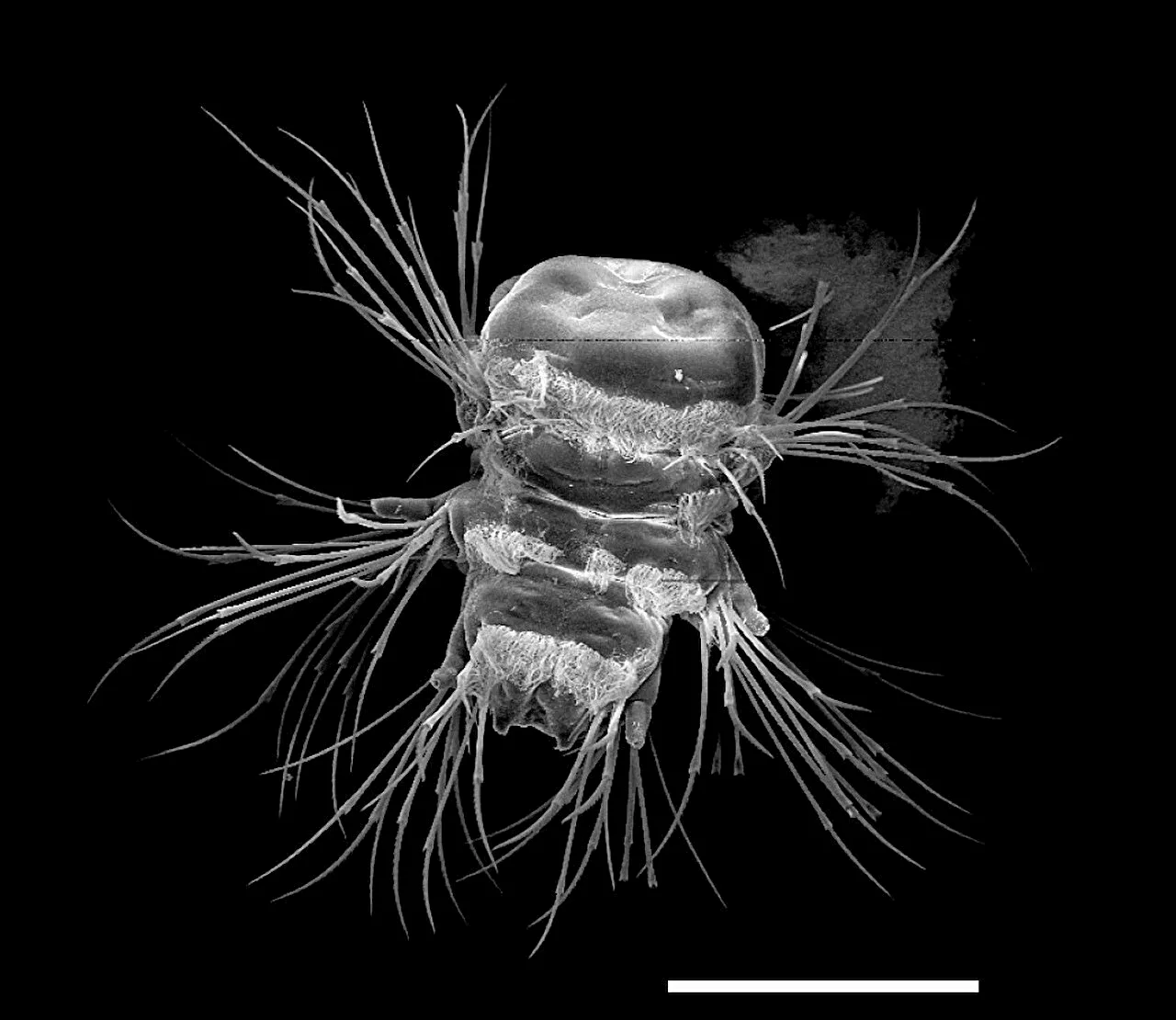 Nature's 3D printer: Bristle worms form bristles piece by piece