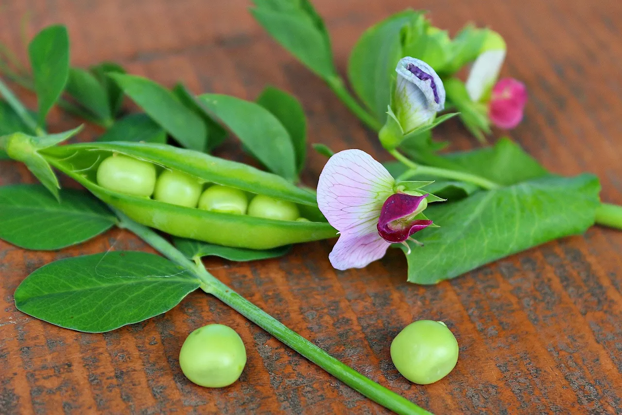 Researchers clone 'half-tendrilless' gene locus in pea mutant afila