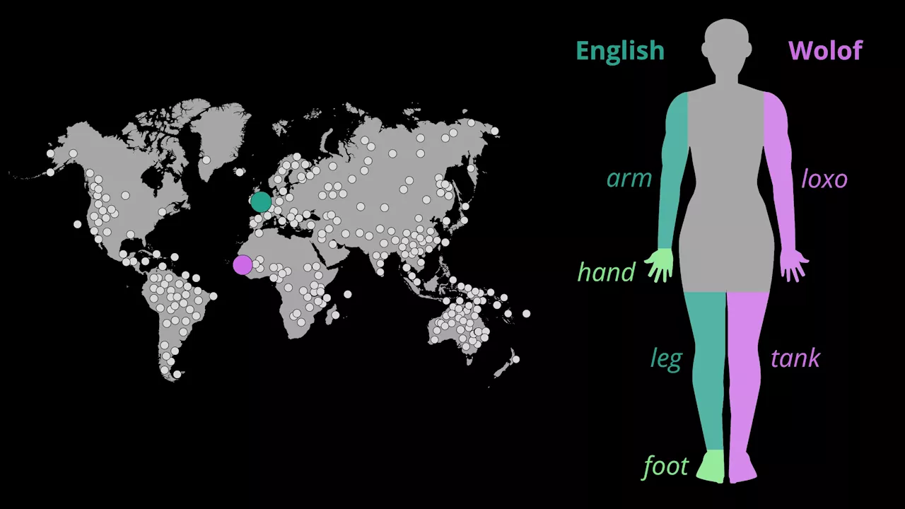 Researchers develop algorithms to understand how humans form body part vocabularies