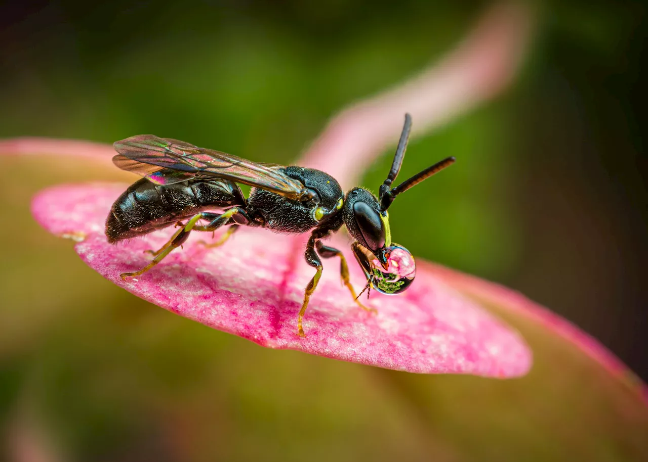 Two-year study shows some varieties of annual flowers have a place in pollinator-friendly gardens