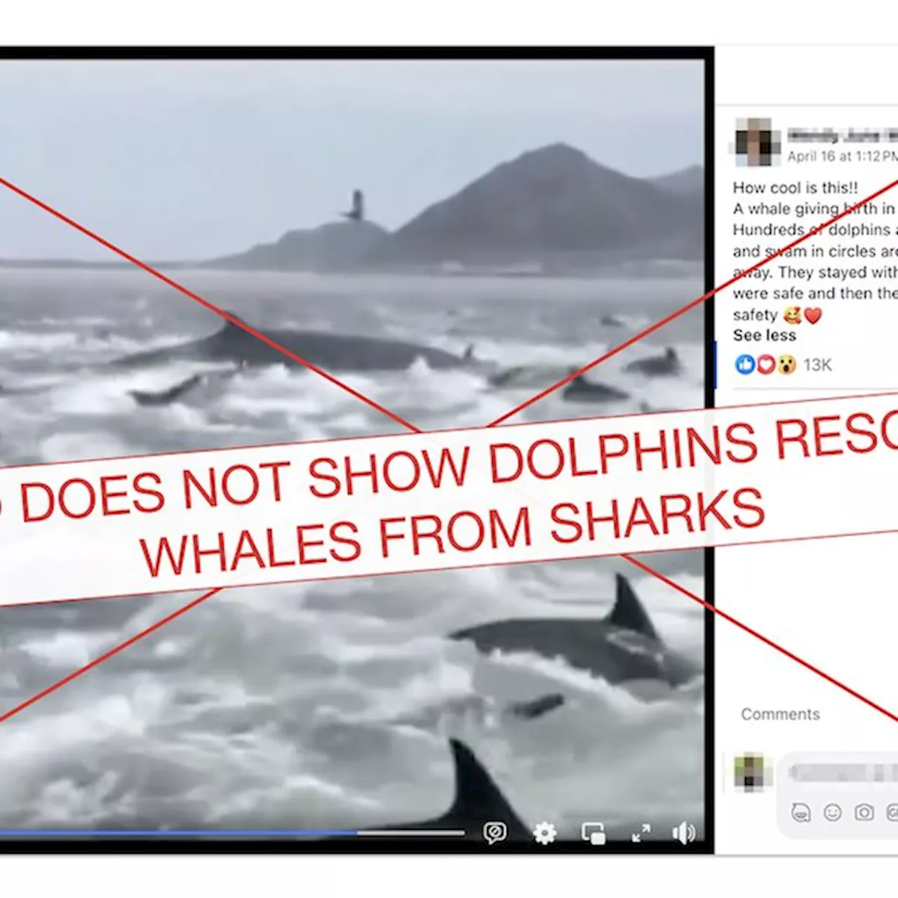 False Bay dolphins caught up in False online claims