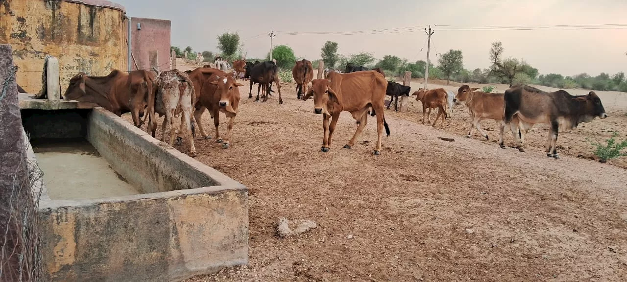 हीटवेव को देखते हुए अब सरकार ने जारी किए पशु-पक्षियों को बचाने के लिए आदेश