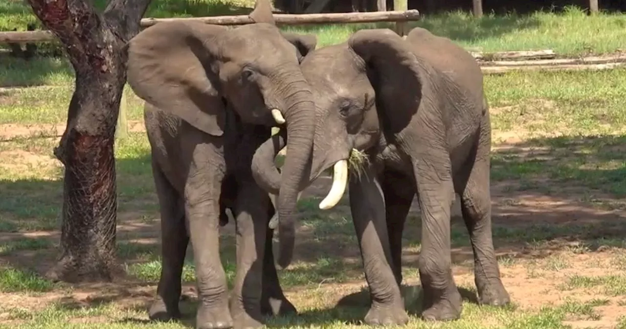 For elephants, like people, greetings are a complicated affair