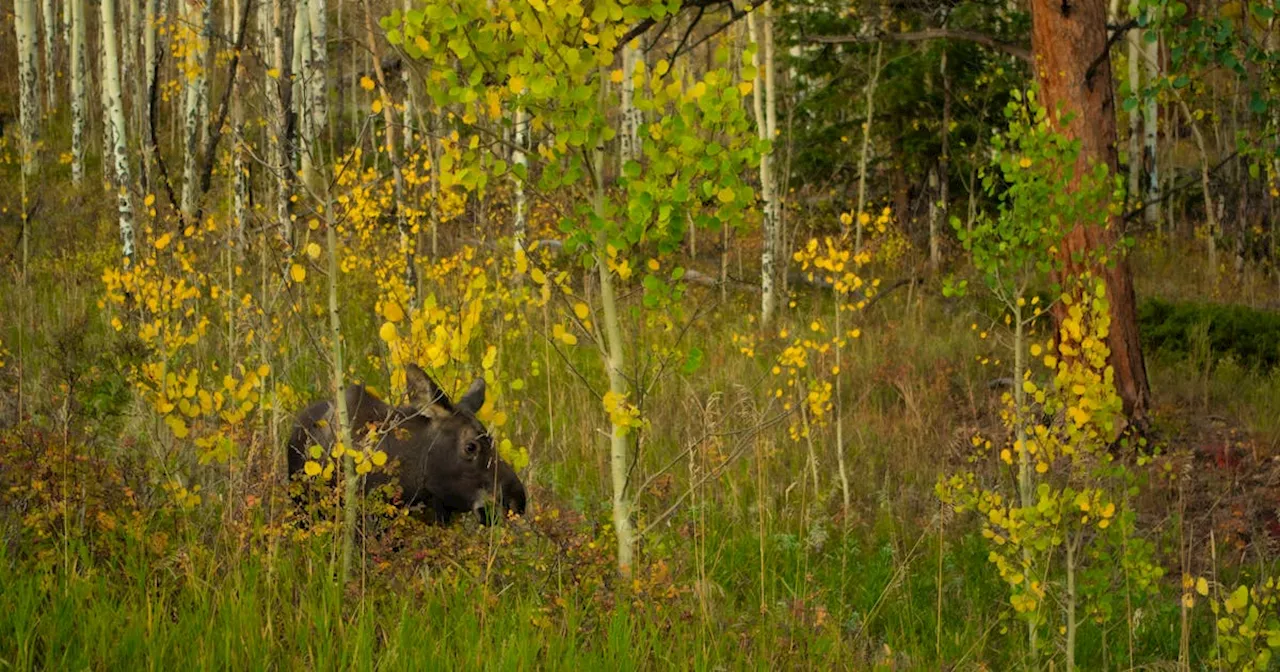 'They could have gone about it a different way': Euthanizing young moose was unnecessary, says Corner Brook resident