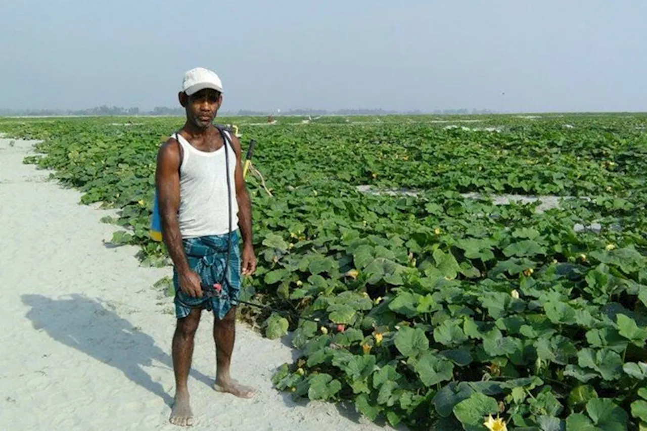 Bangladeshi farmers find zucchini’s high yields & low costs palatable