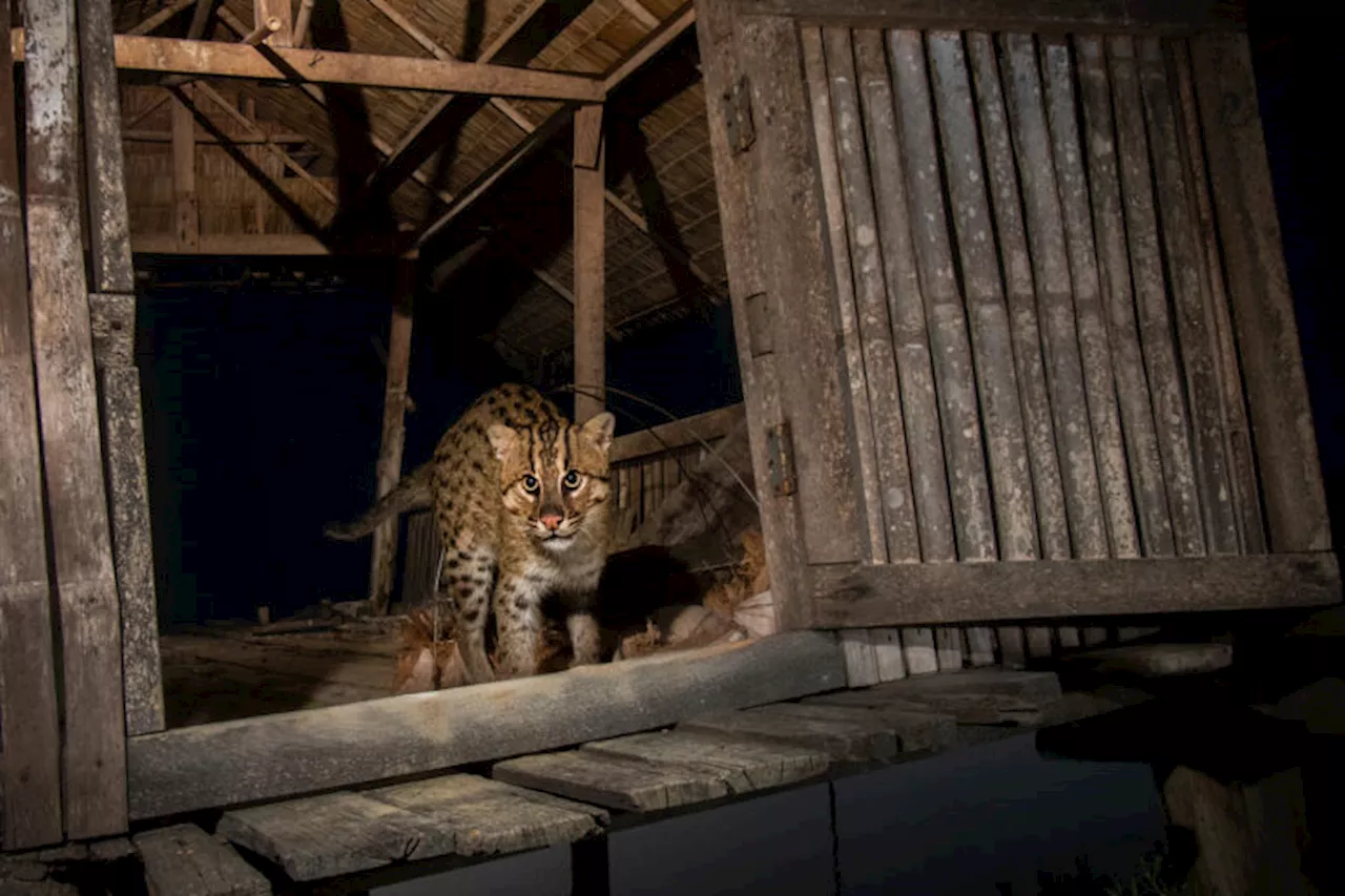 Saving Asia’s fishing cat means protecting threatened wetland habitat