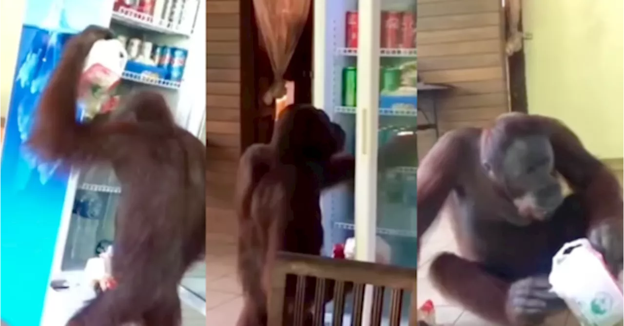 Orang Utan Selamba Ambil Minuman Dalam Peti Di Kafe Sandakan