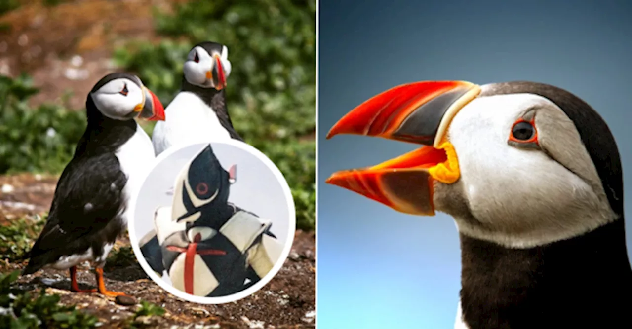 Puffins Gain Attention On Weibo For Resembling A Stuffed Toy & An 'Ultraman' Character