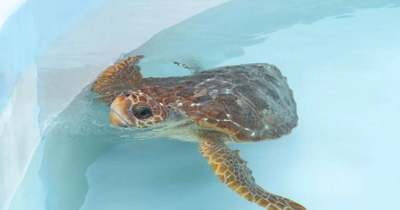 2 injured loggerhead turtles triumphantly crawl into the Atlantic after rehabbing in Florida