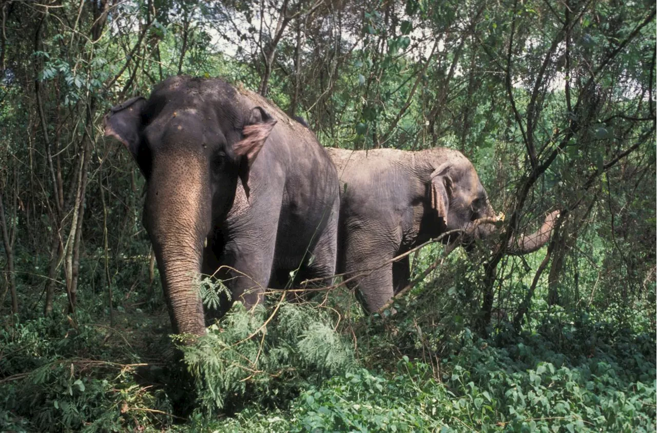 Bangladeshi plantation worker killed by wild elephant in Gua Musang