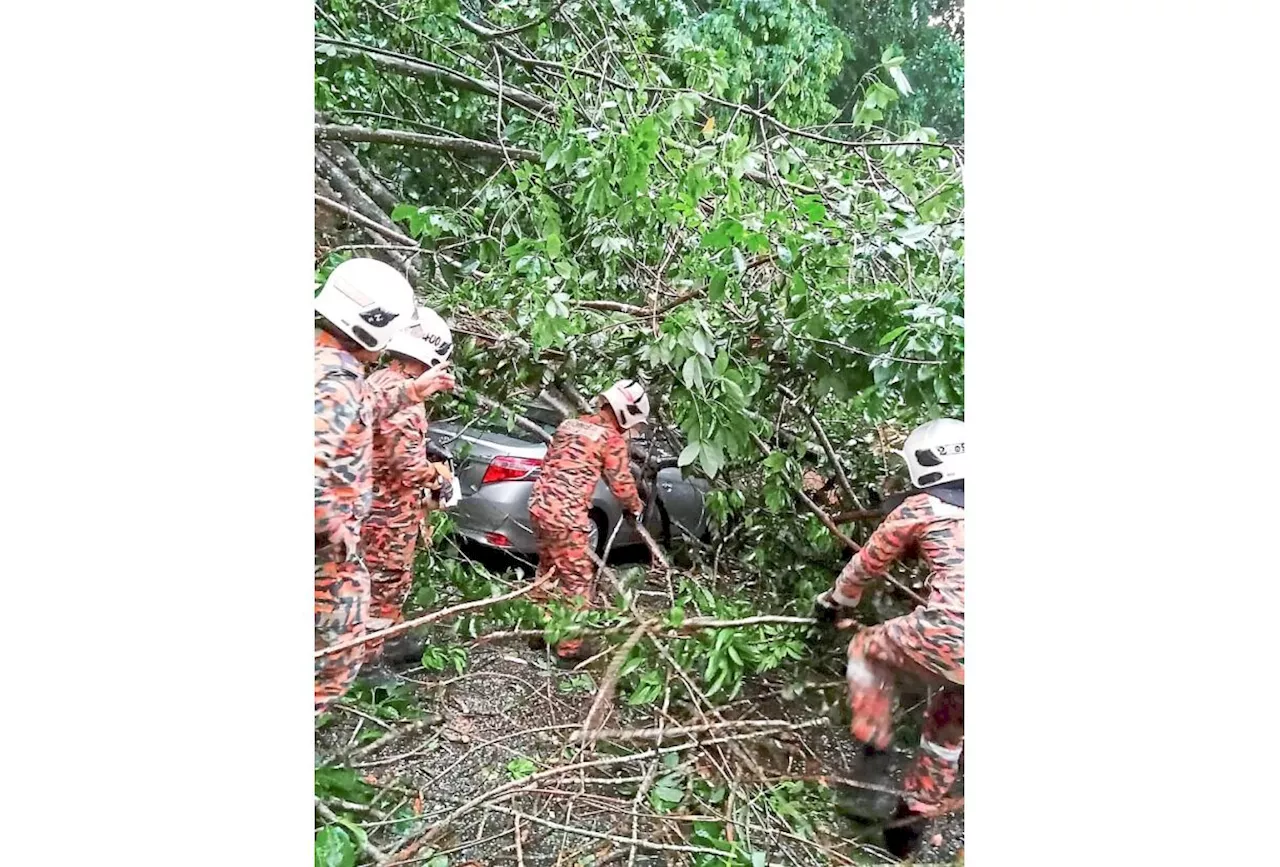 Teacher has close call with fallen tree