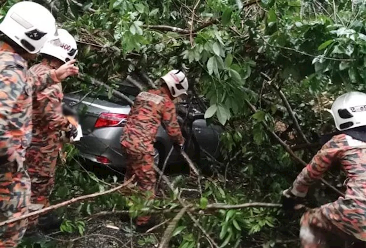 Woman escapes injury after tree falls on her car in Kampar