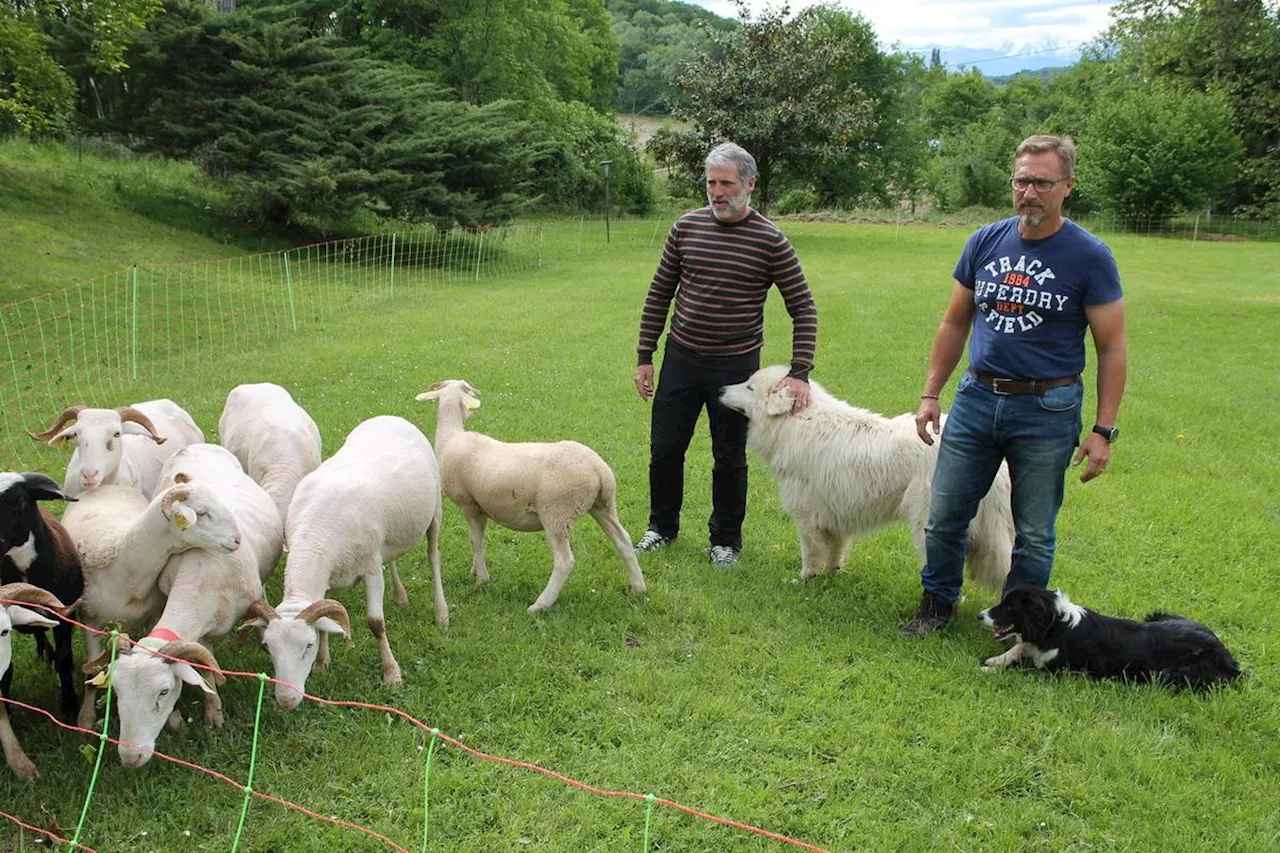 Béarn : à Cuqueron, le vitipastoralisme remis au goût du jour dans les vignobles du jurançon