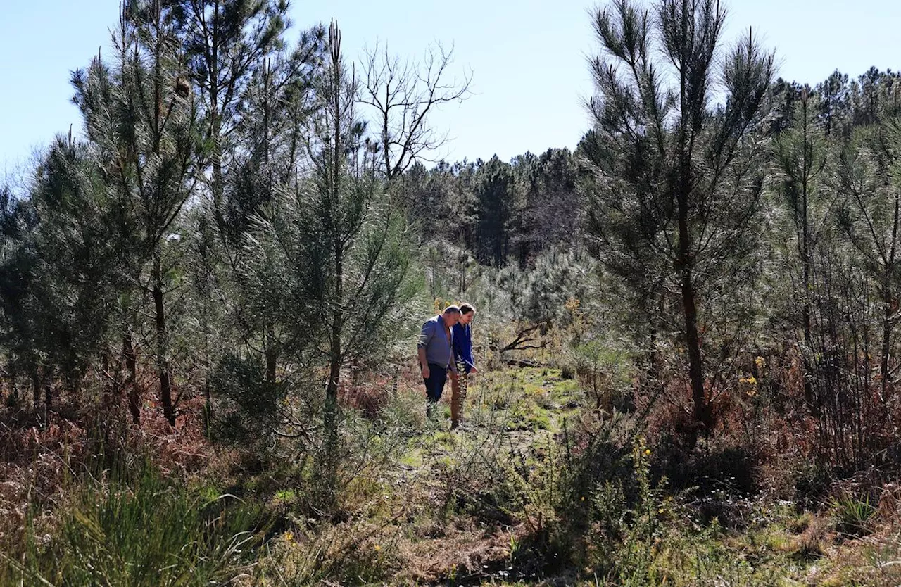 « Ça remet tout en question » : dans les Landes, un lycéen découvre deux voies romaines inédites