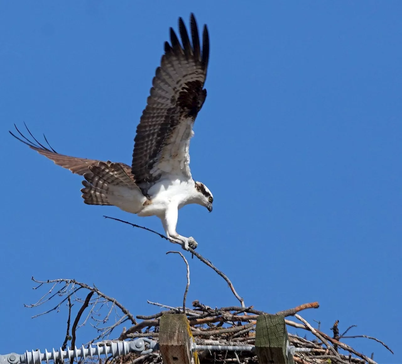 FortisBC shuts down alleged osprey nest in Princeton, while controversy swirls